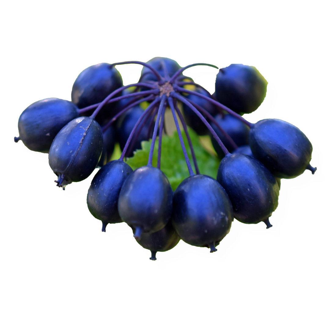 Alt image